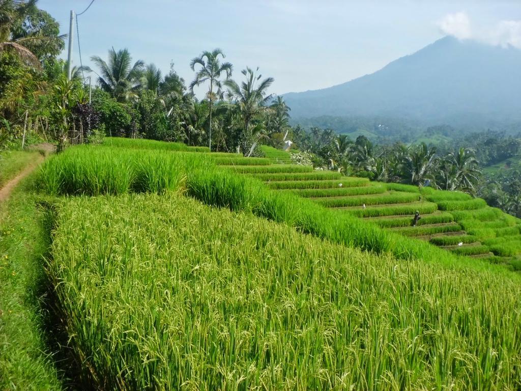 Bed & Breakfast Zen Premium Petitenget Umasari Seminyak (Bali)
